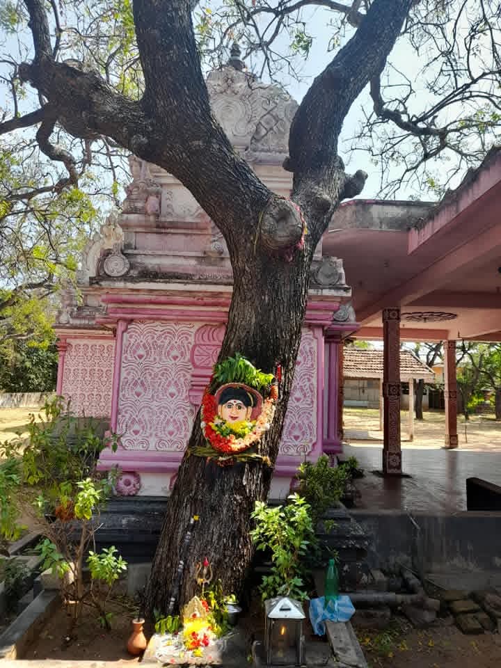 The temple's sacred neem tree, with the deity's face garlanded at its trunk
